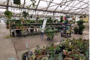 house-plants-2