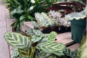 house-plants-3